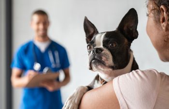Jakie choroby u zwierząt leczy weterynarz?